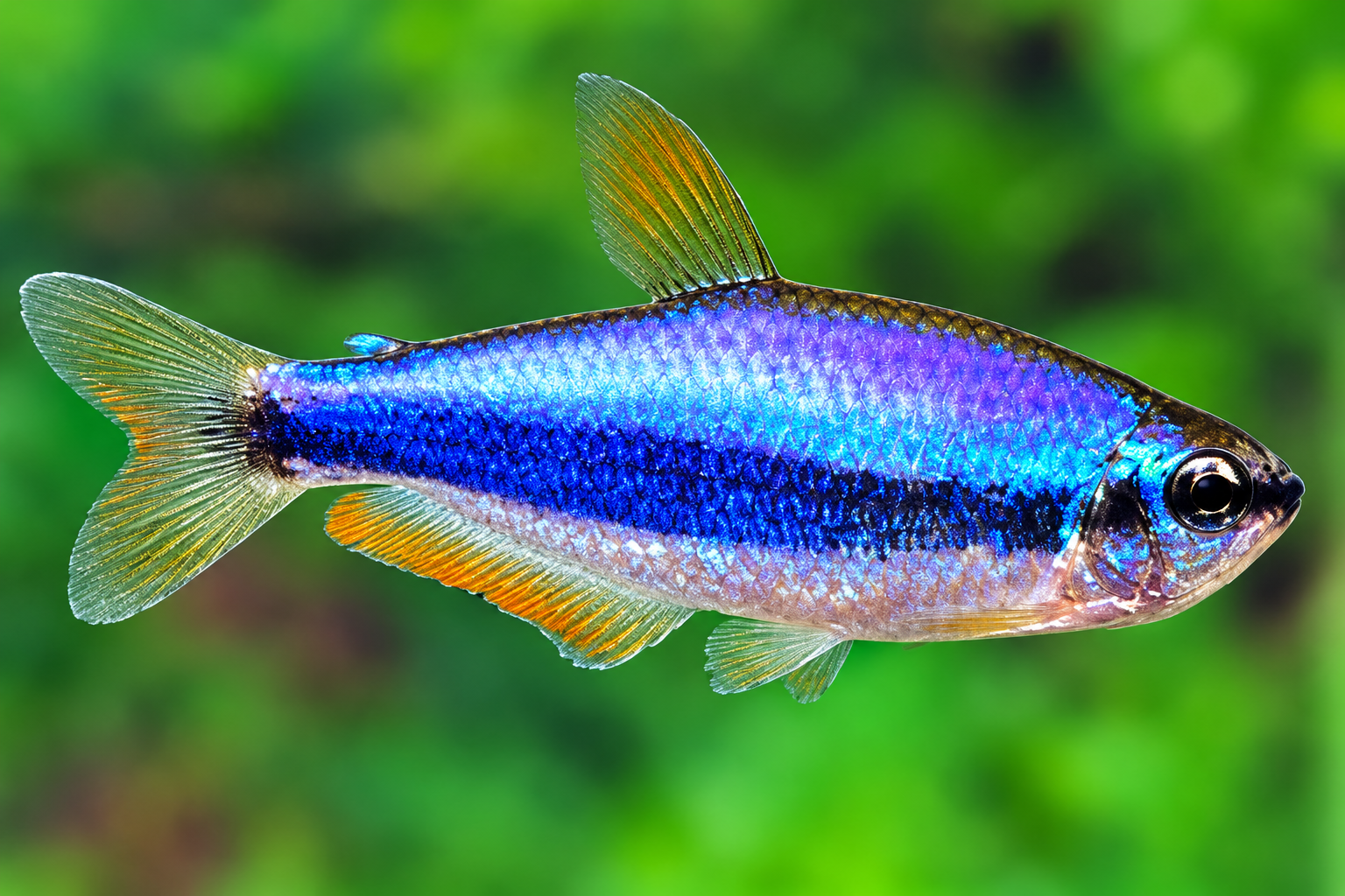Blauer Königssalmler (Inpaichthys kerri Super Blau)