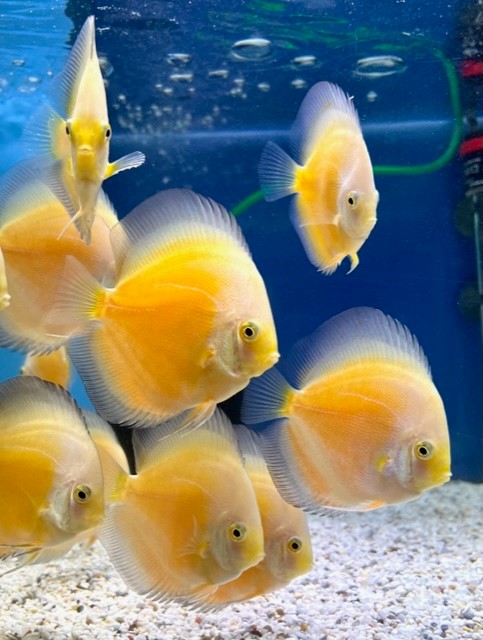 Golden White
