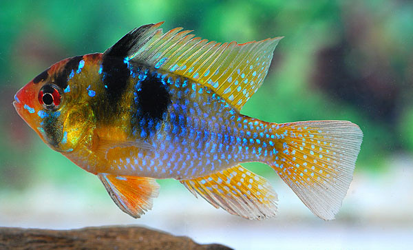 1 Paar Schmetterlingsbuntbarsch Mikrogeophagus ramirezi (2 Tiere)