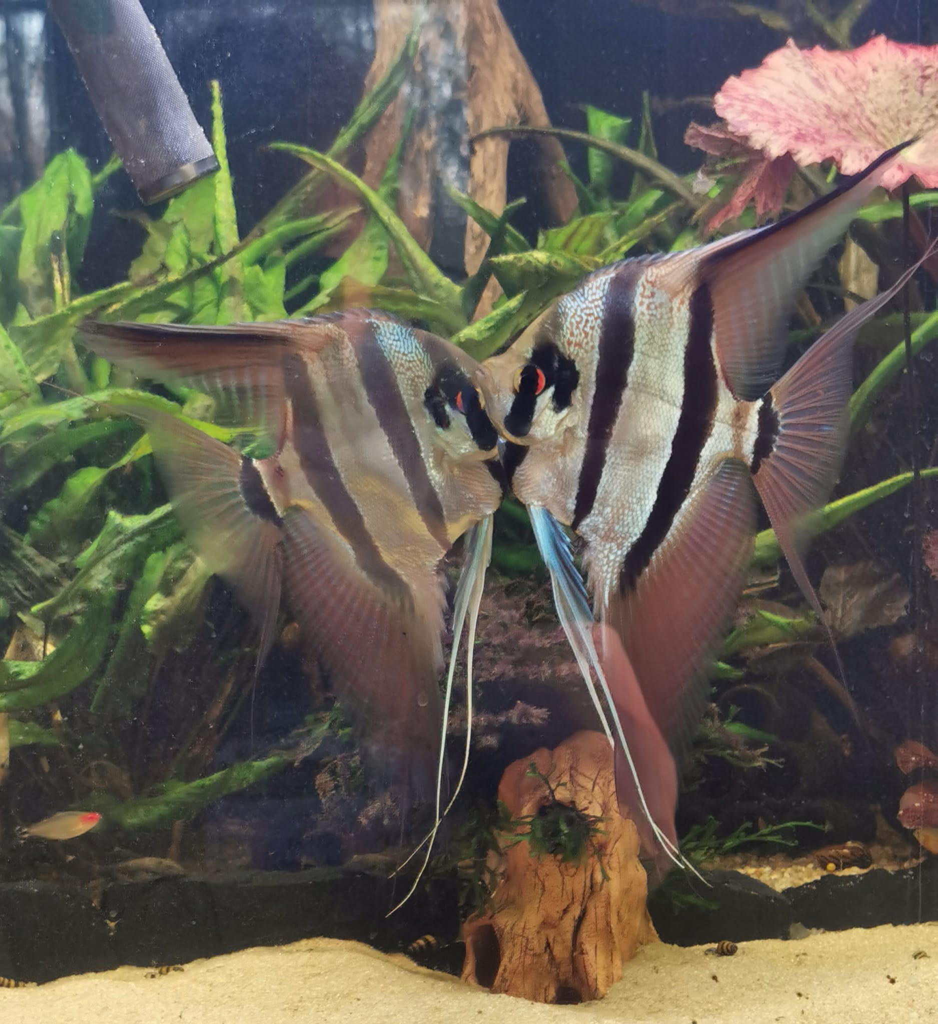 Pterophyllum altum "Rio Inirida" Spannweite 11-13 cm