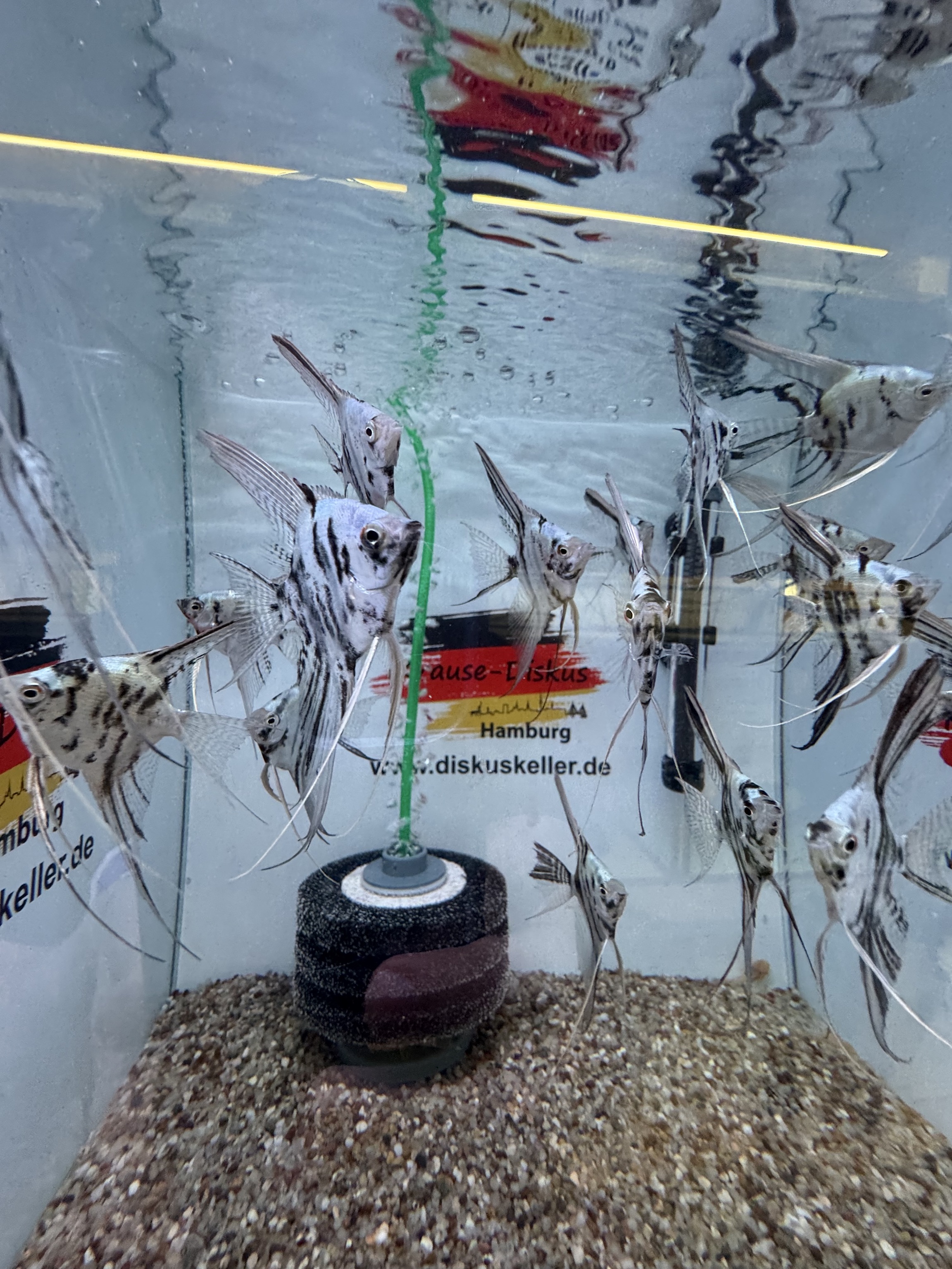 Skalar Blue Marble Veiltail 6-8cm