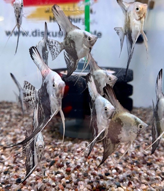 Skalar Blue Smoke Blue Chocolate 6-8cm