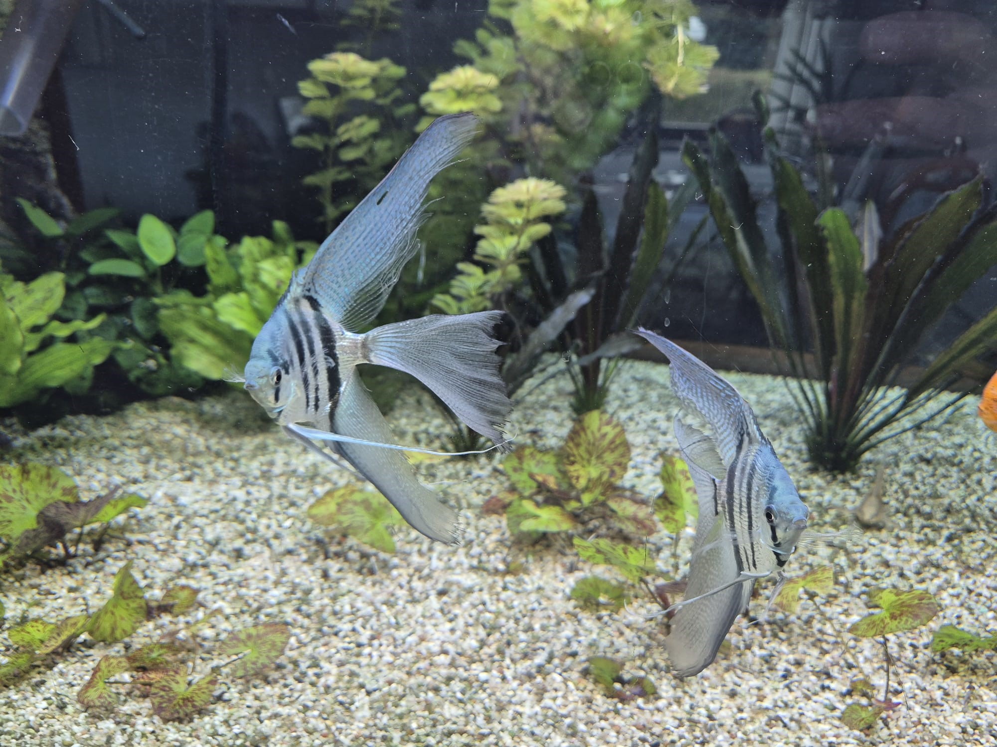 Skalar Schleier Blue Zebra Pearl 8-9cm