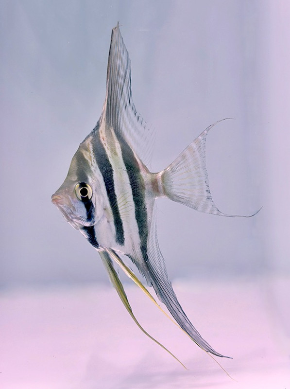 Altum Skalar "Rio Atapapo" Pterophyllum Altum 7-8 cm F2 Simon Forkel Zucht