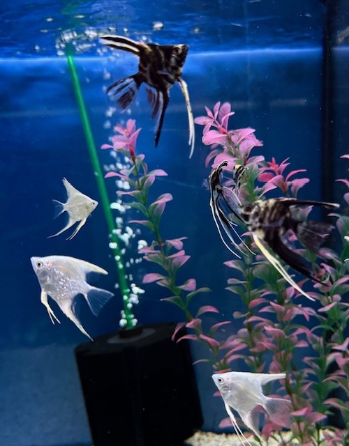 Skalar Mix 6-7 cm