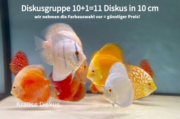 Diskus Sparset: 11 Diskus 10 cm Farbmix