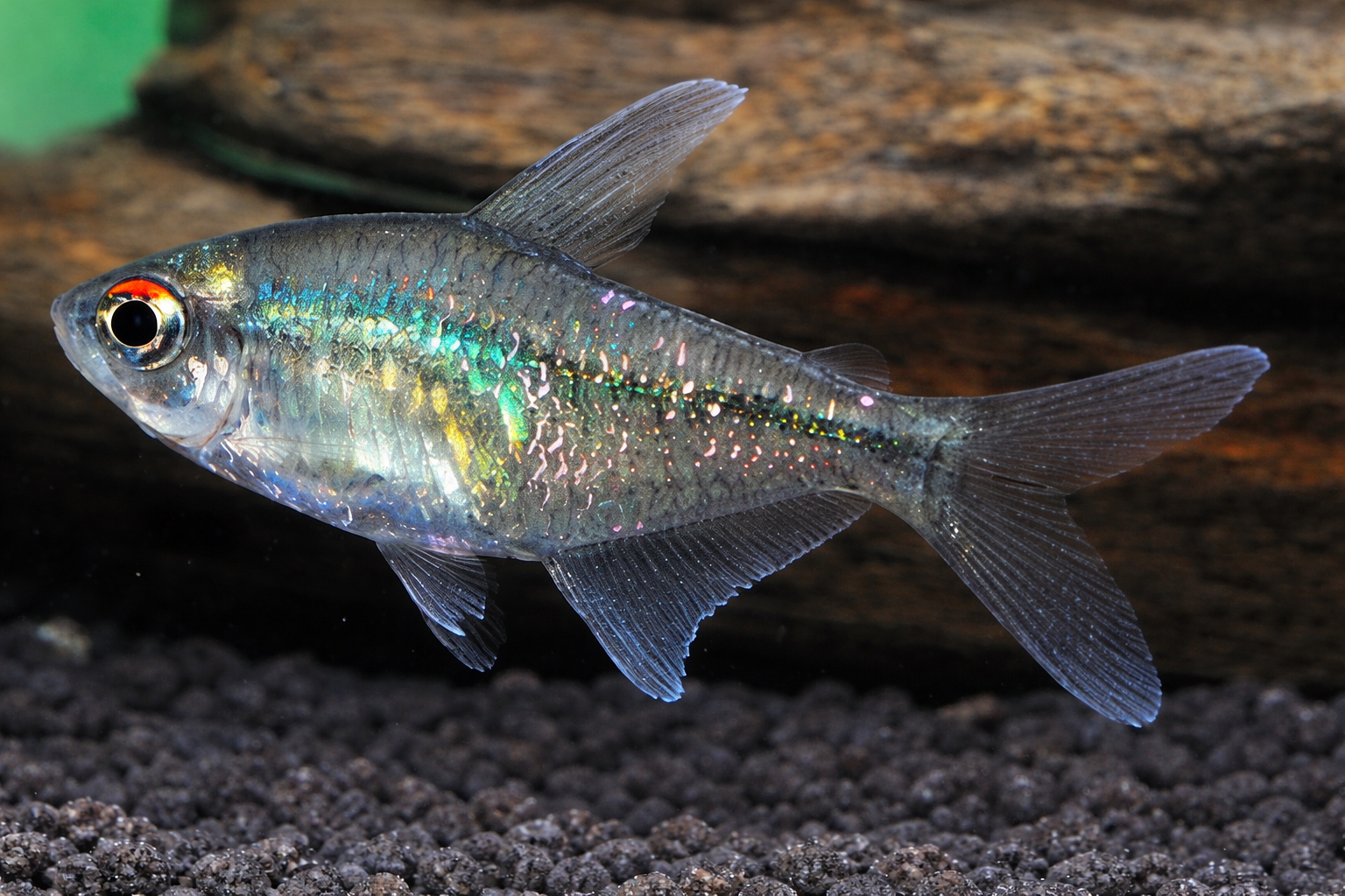 Brillantsalmler (Moenkhausia pittieri)