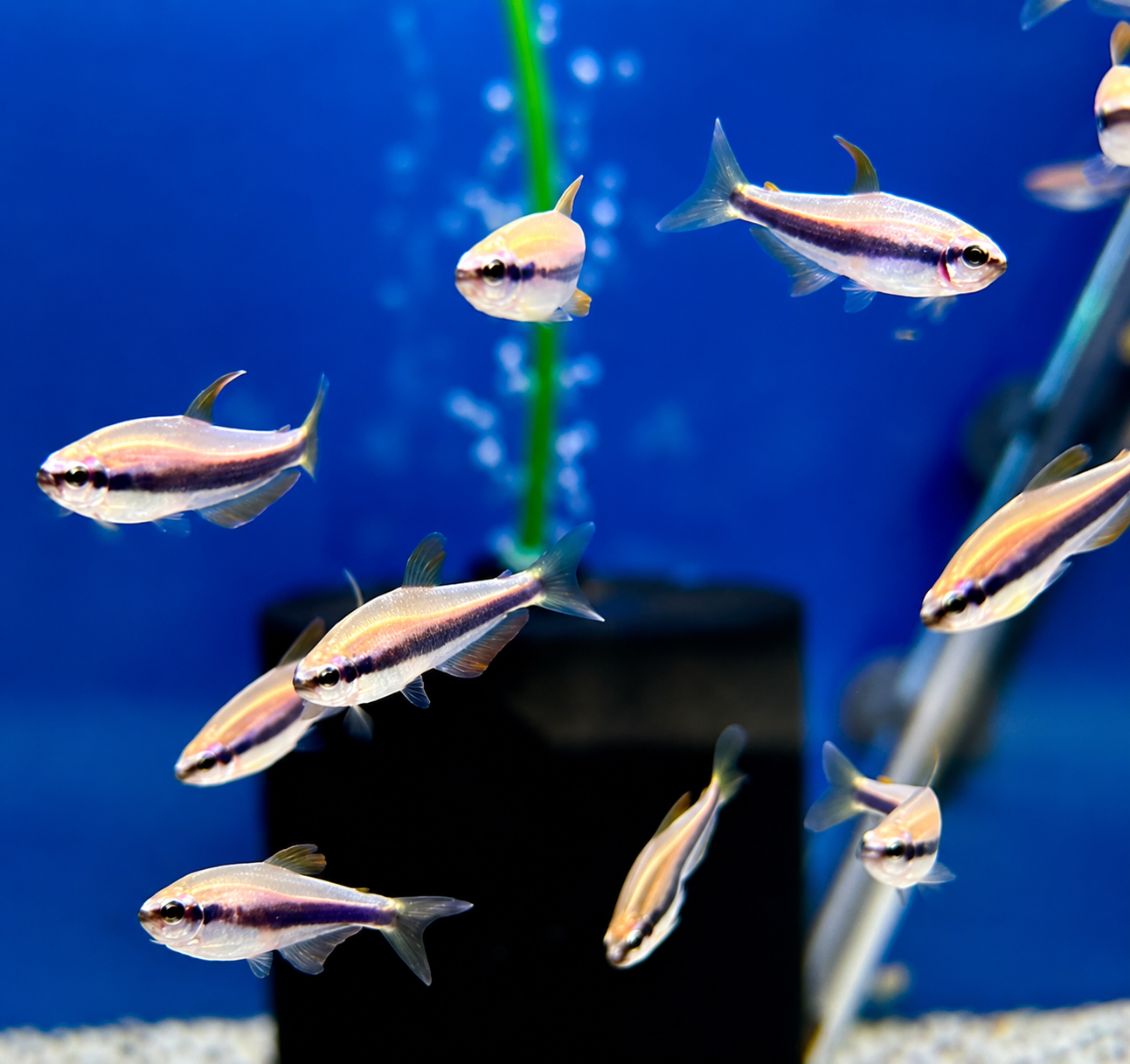 Königssalmler (Inpaichthys kerri)