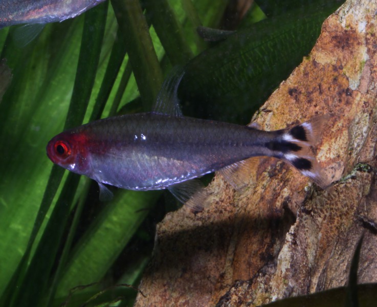 Rotkopfsalmler große kräftige Tiere