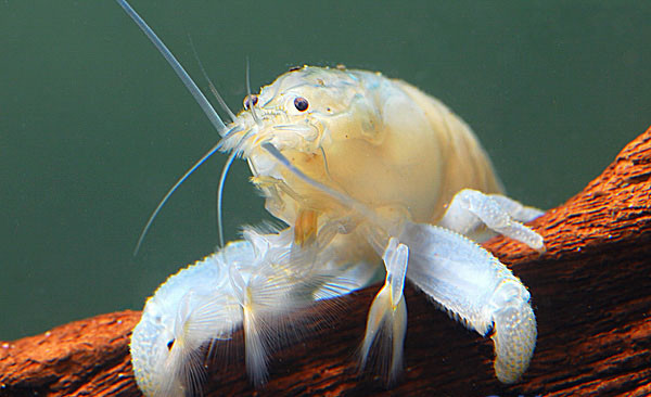 Gabun Fächergarnele  Blau - Atya gabonensis 5-6 cm