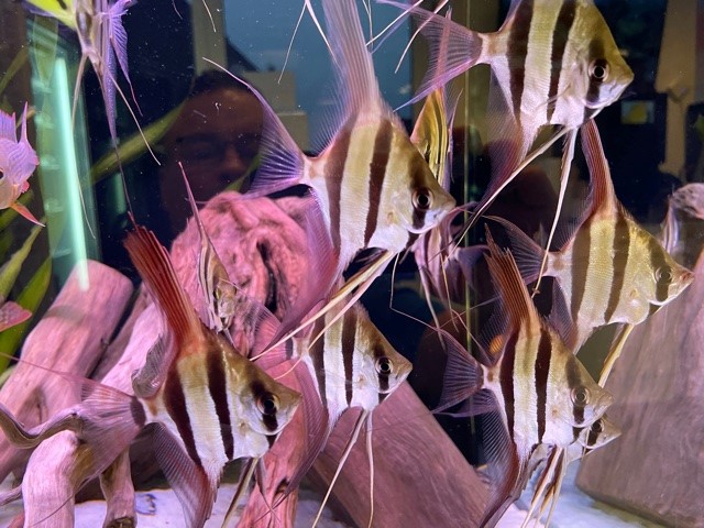 Altum Skalar "Rio Orinoco" Pterophyllum altum, ca. 13-14 cm Spannweite