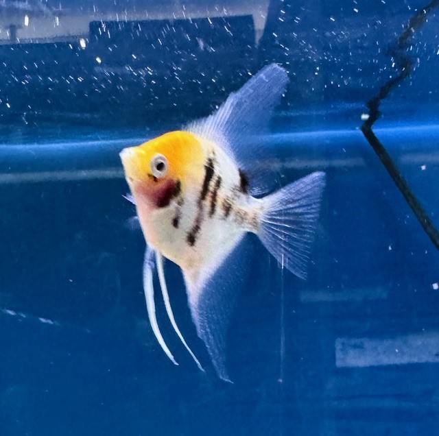 Koi Skalar Gold Kopf 5-6 cm