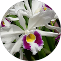 user_profile