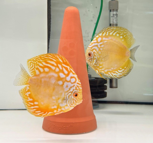 Krause Diskusfisch Yellow Rafflesia echtes Paar 14-15 cm NEU