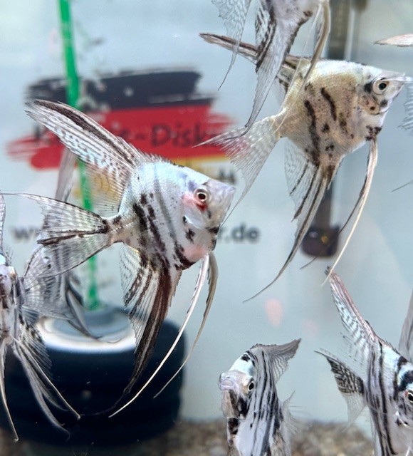 Skalar Blue Marble Veiltail 6-8cm