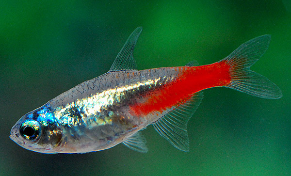 Neonsalmler Diamant