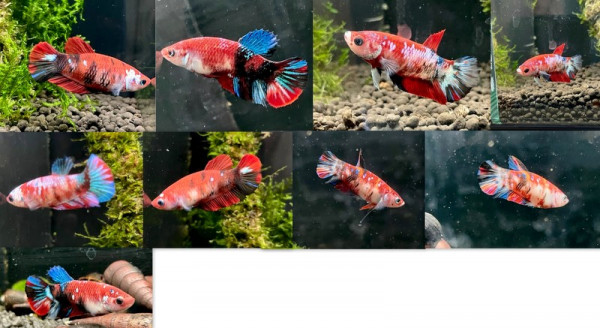 Kampffisch Weibchen Koi in verschiedenen Varianten ( 1 Tier )