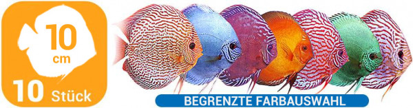 Einmaliges Angebot :10 verschiedene Diskusfische in 10cm Sommer Special