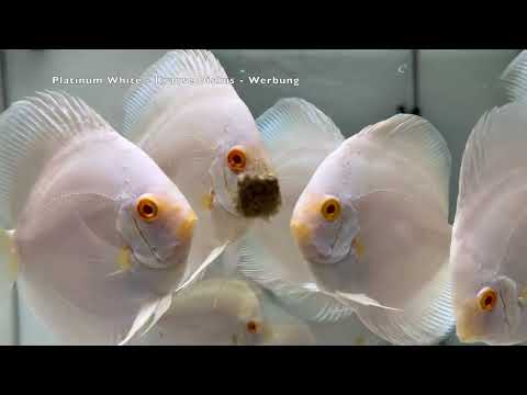 Albino Platinum - Rarität 10-11 cm